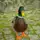 Mr. Quack